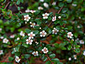 Cotoneaster Ursynow IMG_6798 Irga